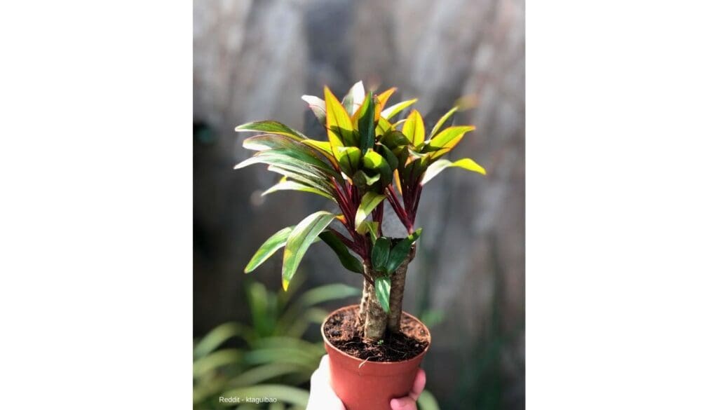 Cordyline Plant Care Guide 3