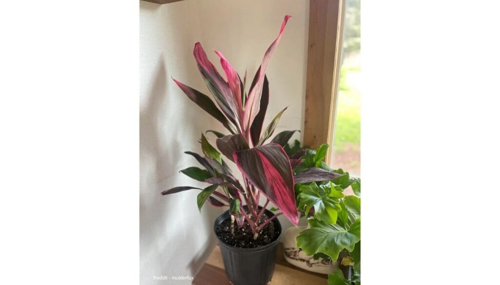 Cordyline Plant Care Guide 4