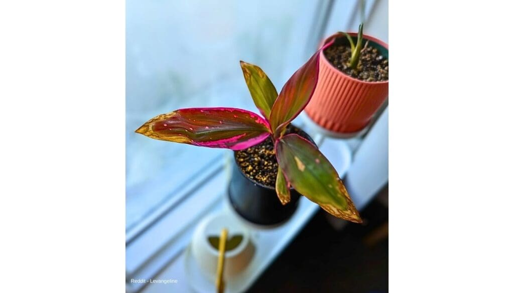 Cordyline Plant Care Guide 5