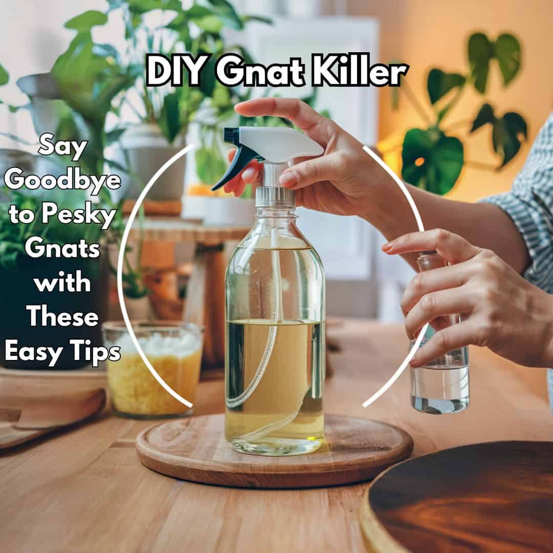 DIY Gnat Killer: Say Goodbye To Pesky Gnats With These Easy Tips