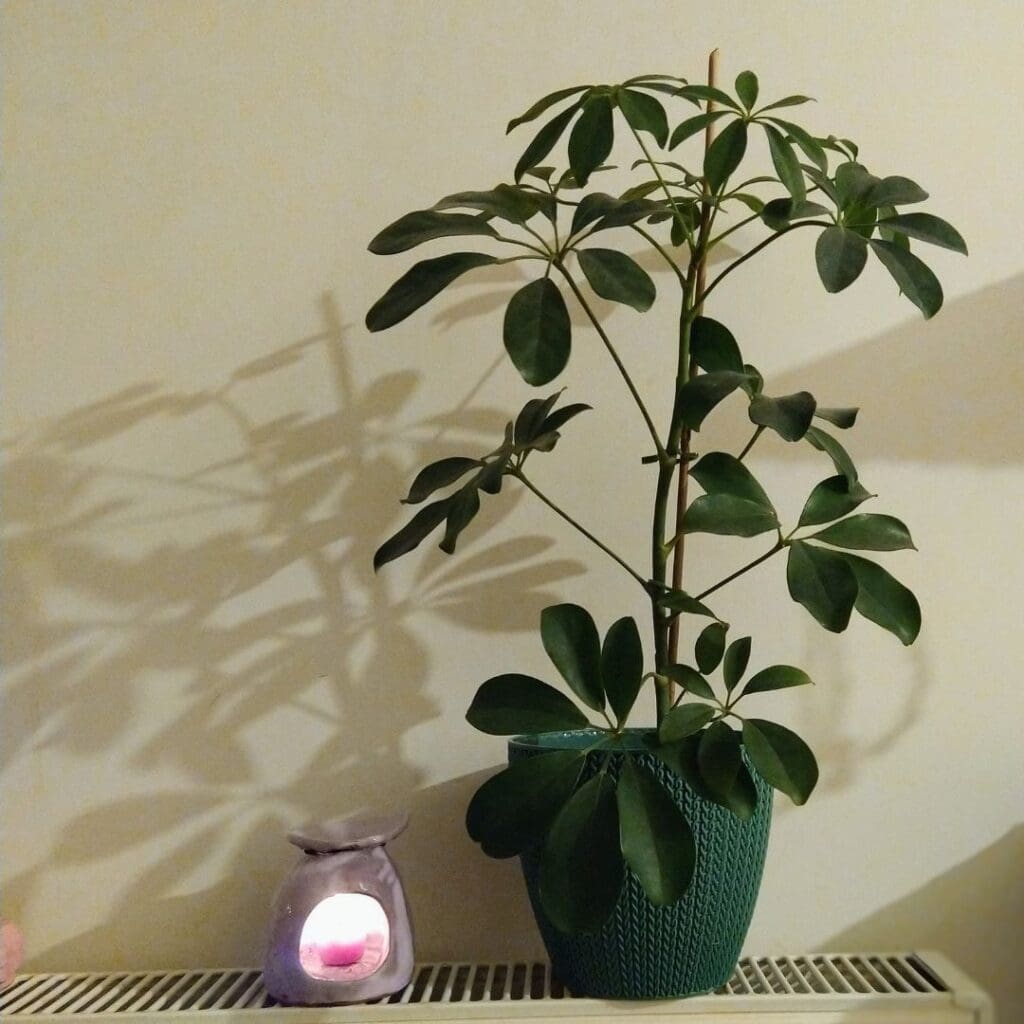 Dwarf Umbrella Tree on cabinet