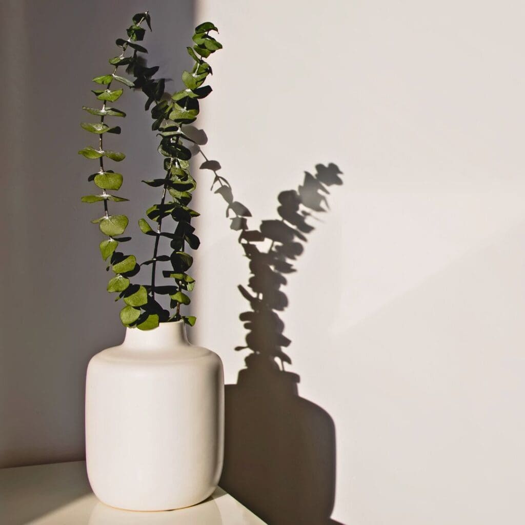 Eucalyptus