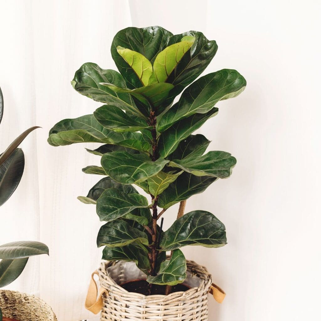 Fiddle Leaf Fig