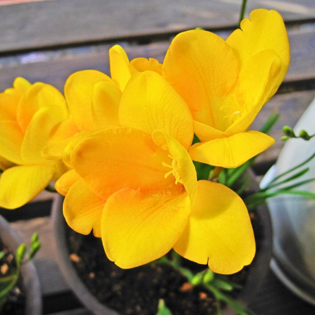 Freesia