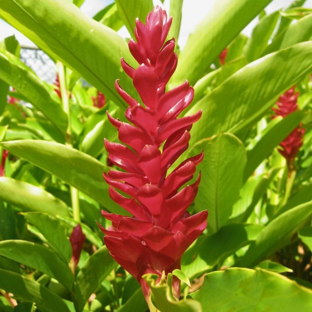 Hawaiian Ginger