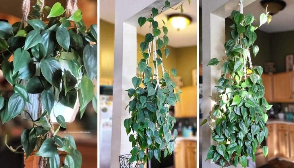 How to Care for Your Heartleaf Philodendron Secrets to Thriving Indoor Plants