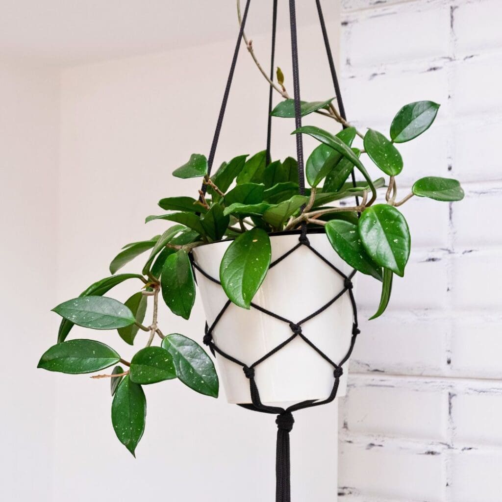 Hoya