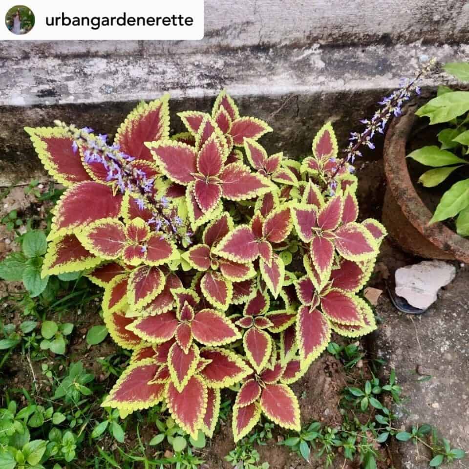 Coleus Plant Care Guide: Everything You Need To Know! » Simplify Plants