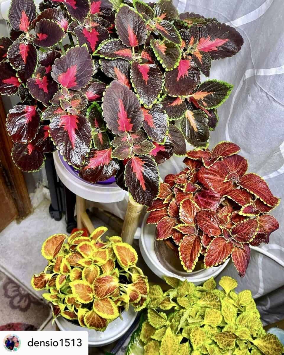 Coleus Plant Care Guide: Everything You Need To Know! » Simplify Plants