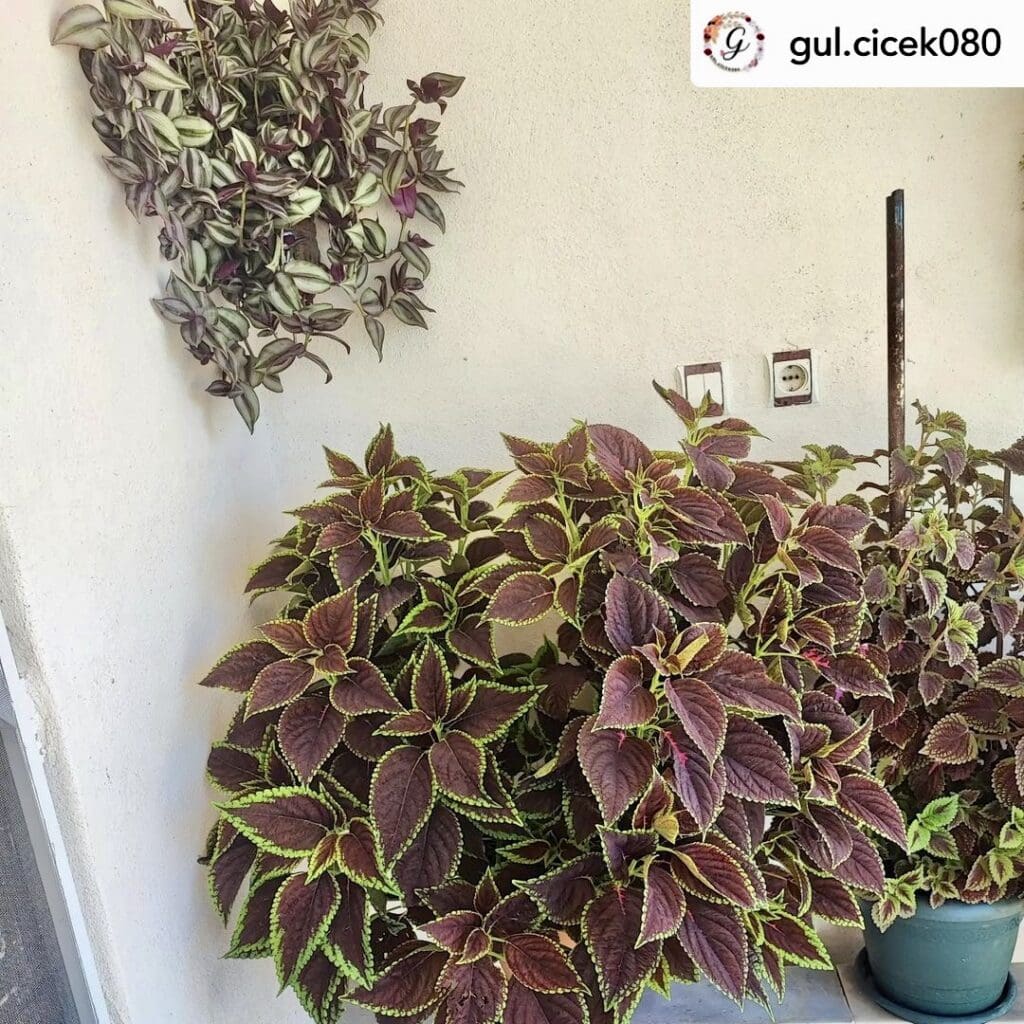 Coleus