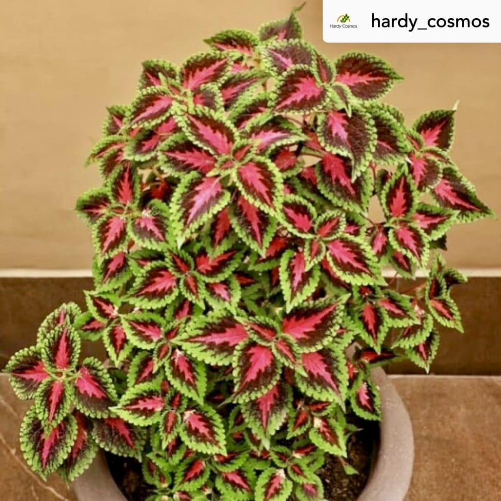 Coleus