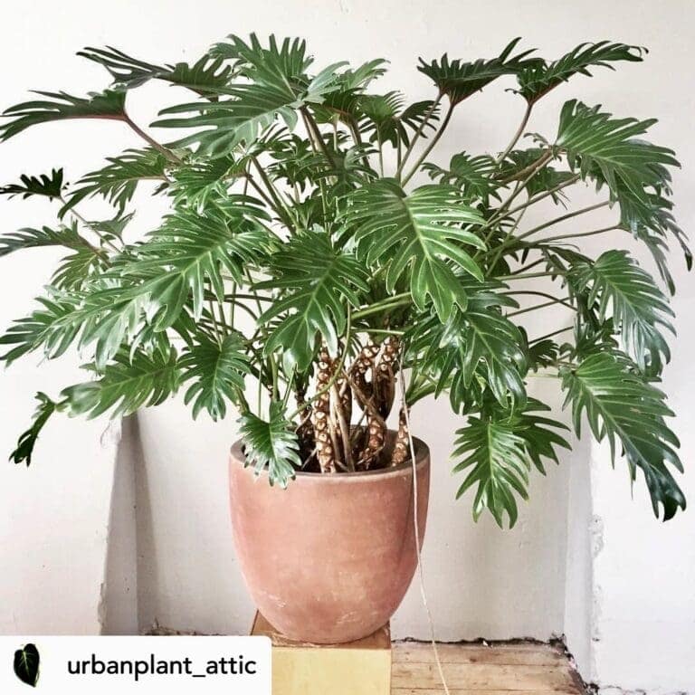 Philodendron 'Xanadu' en Greensense Aqua Care