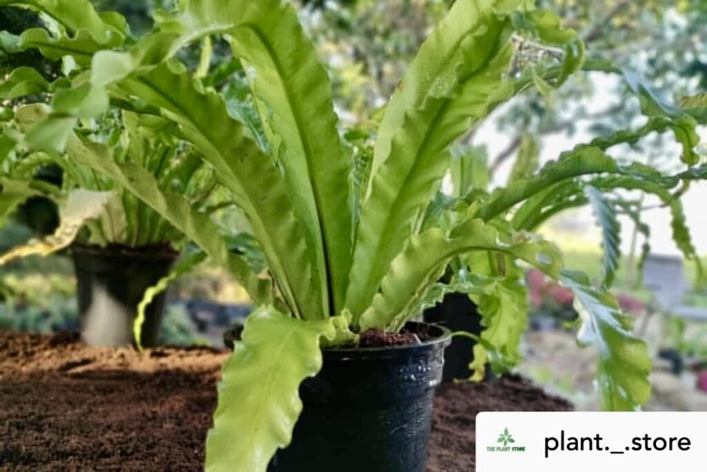 Birds nest fern