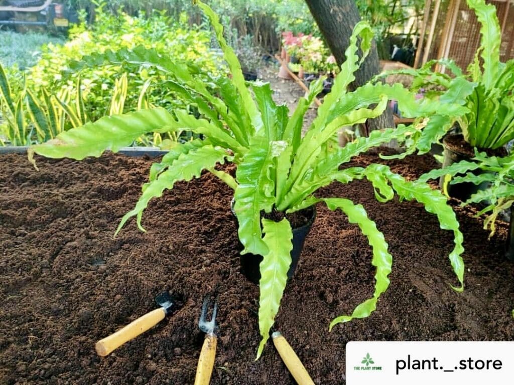 Birds nest fern
