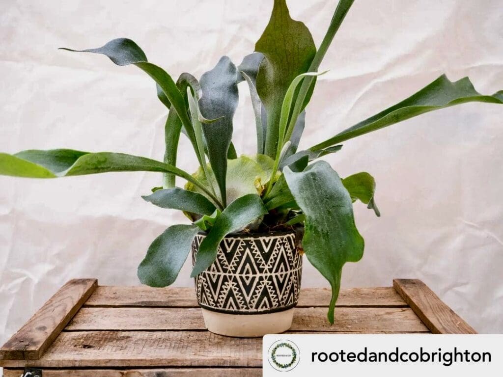 Staghorn fern
