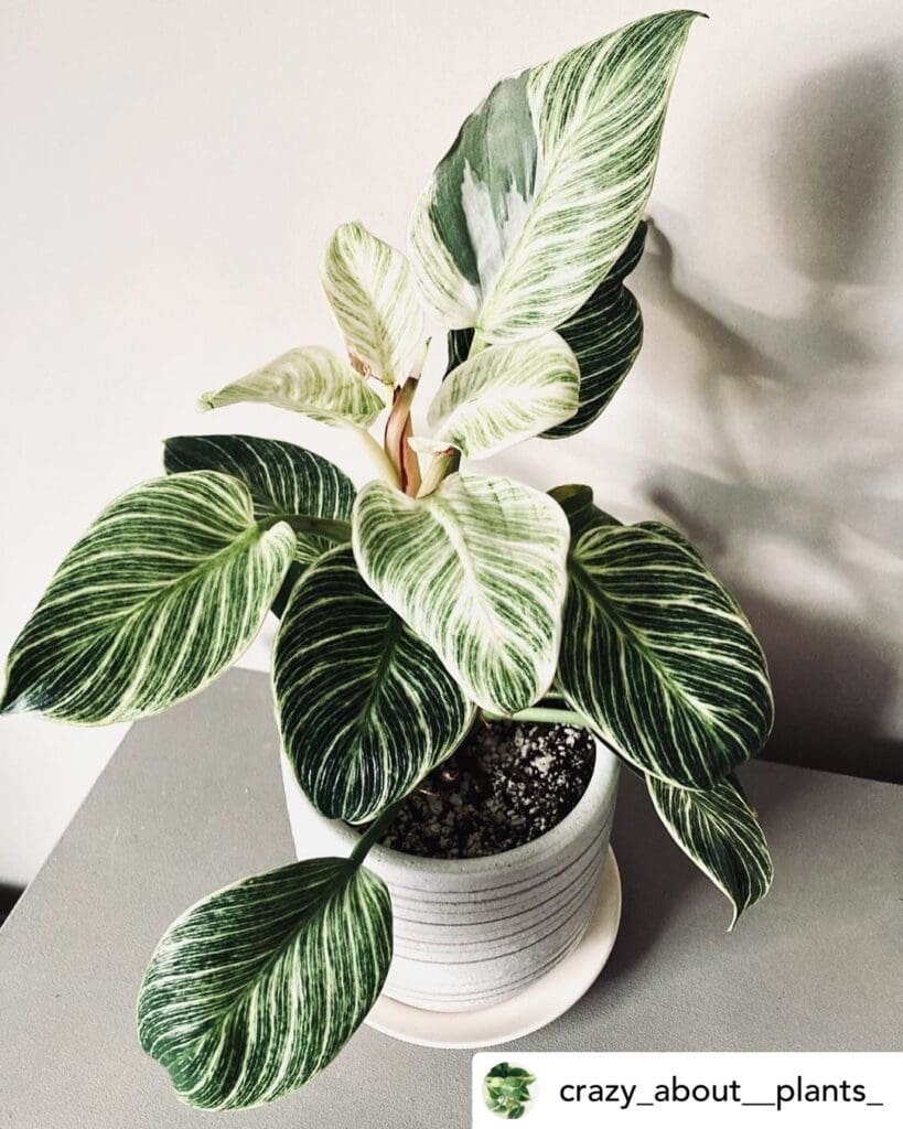philodendron birkin