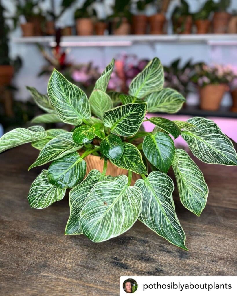 philodendron birkin