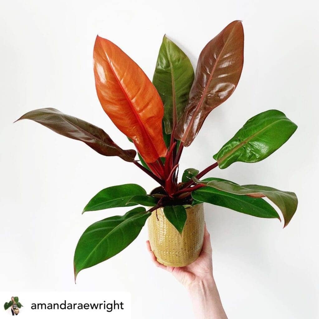 philodendron prince of orange