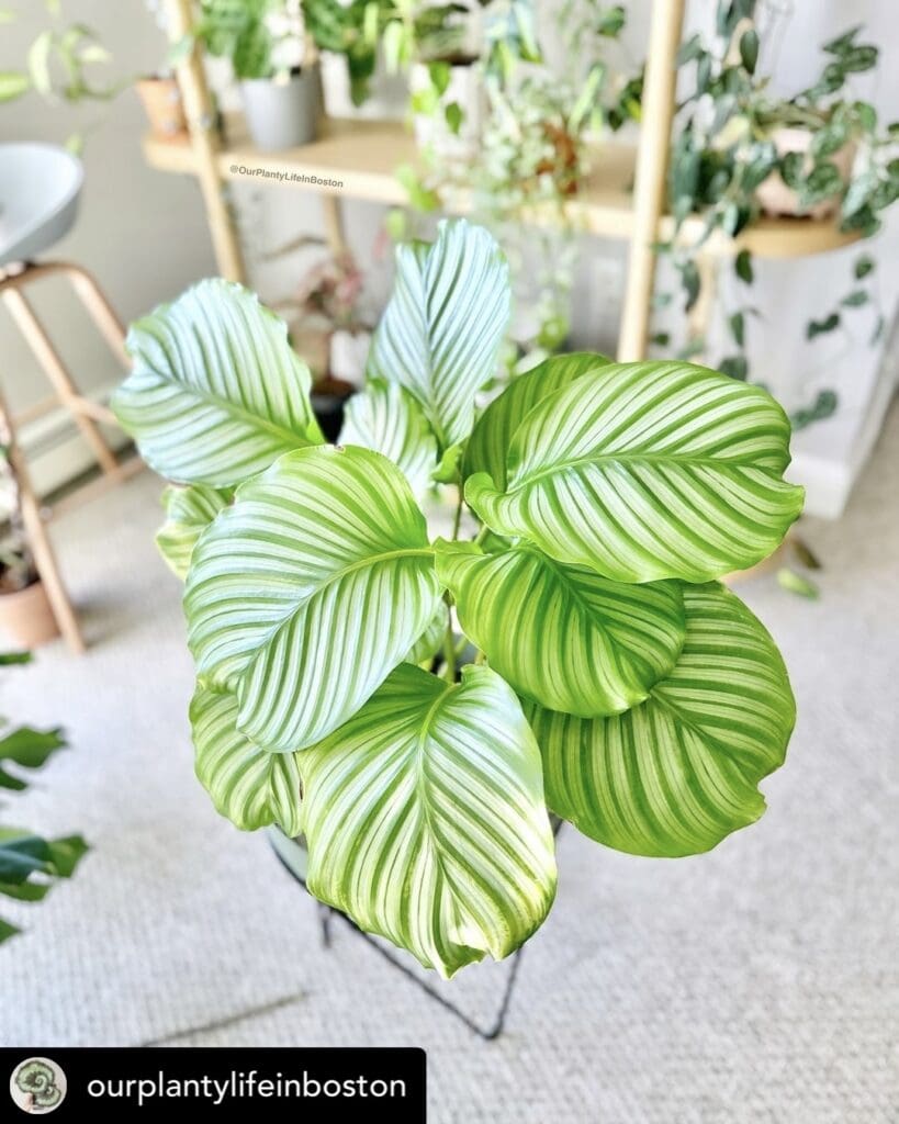 calathea orbifolia