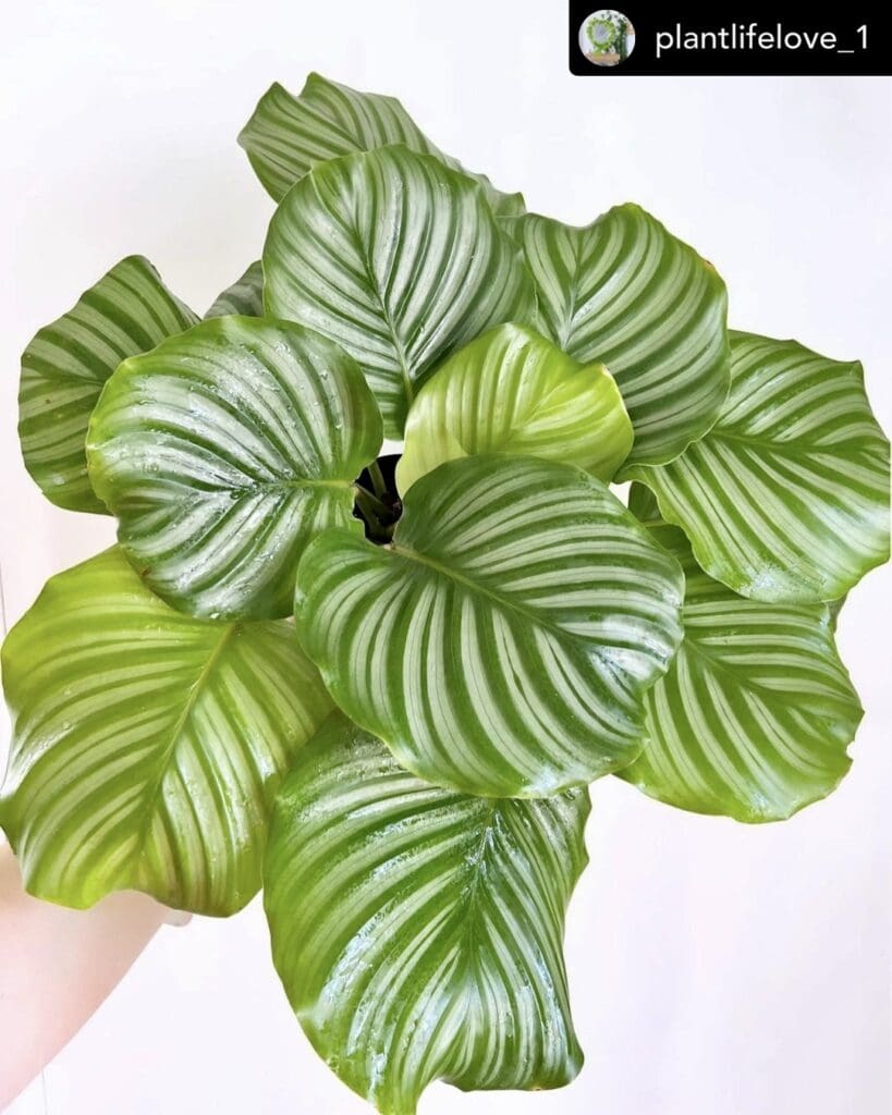 calathea orbifolia