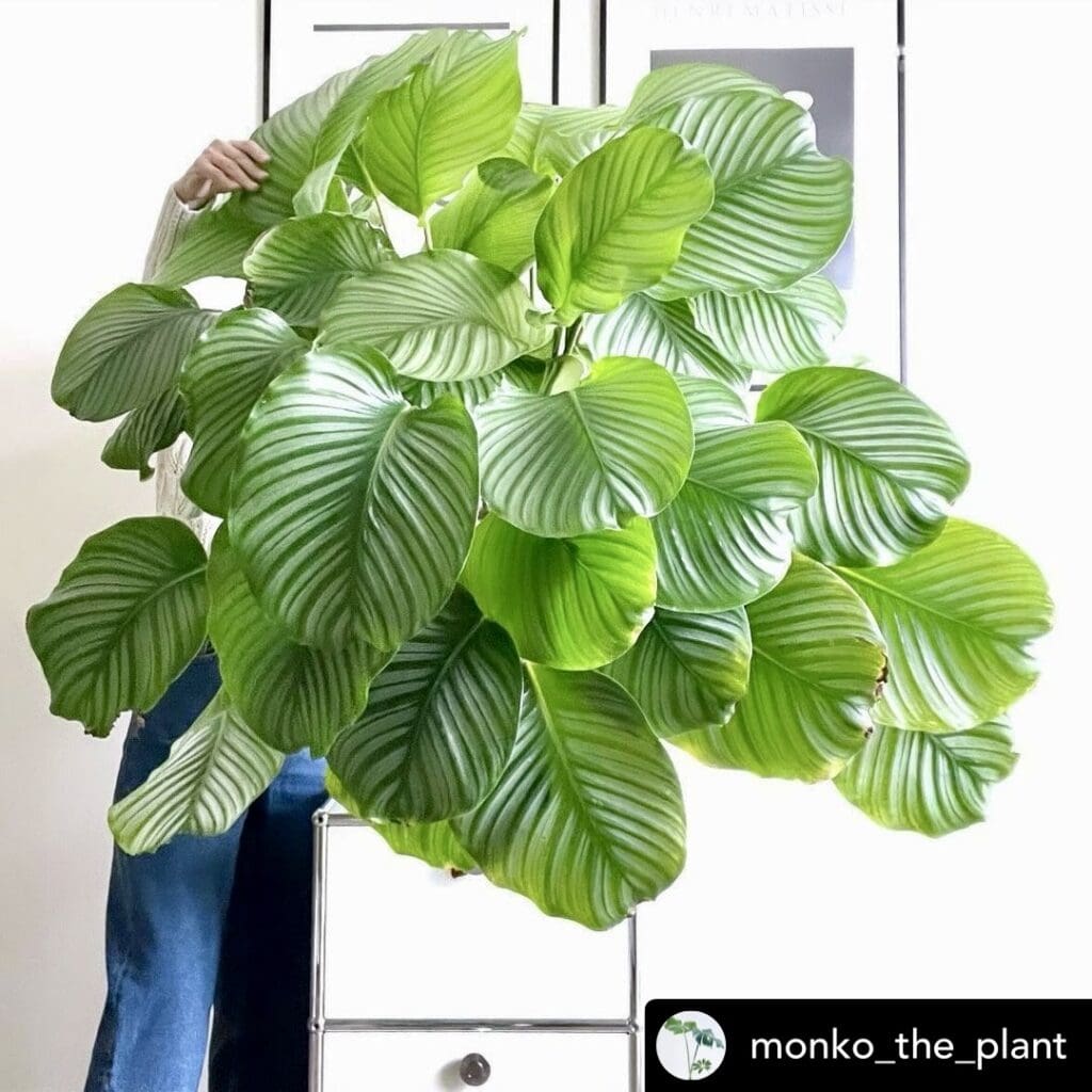 calathea orbifolia