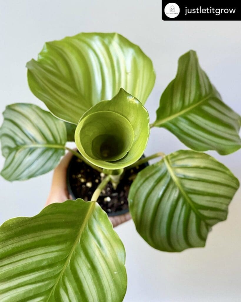 calathea orbifolia