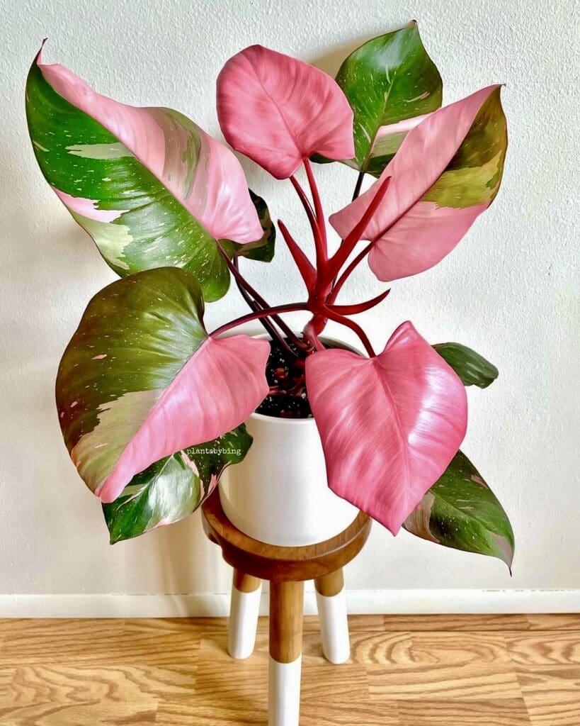 Philodendron Pink Princess