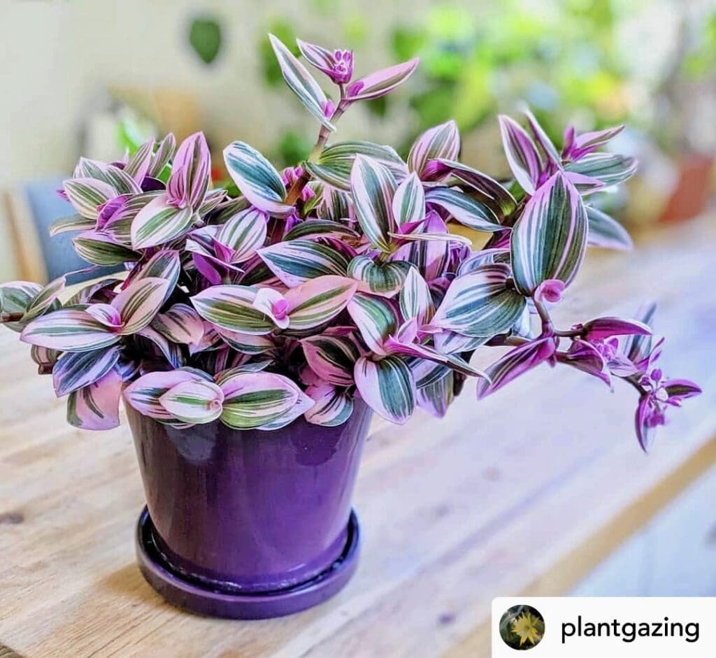 Spiderwort (wandering jew)