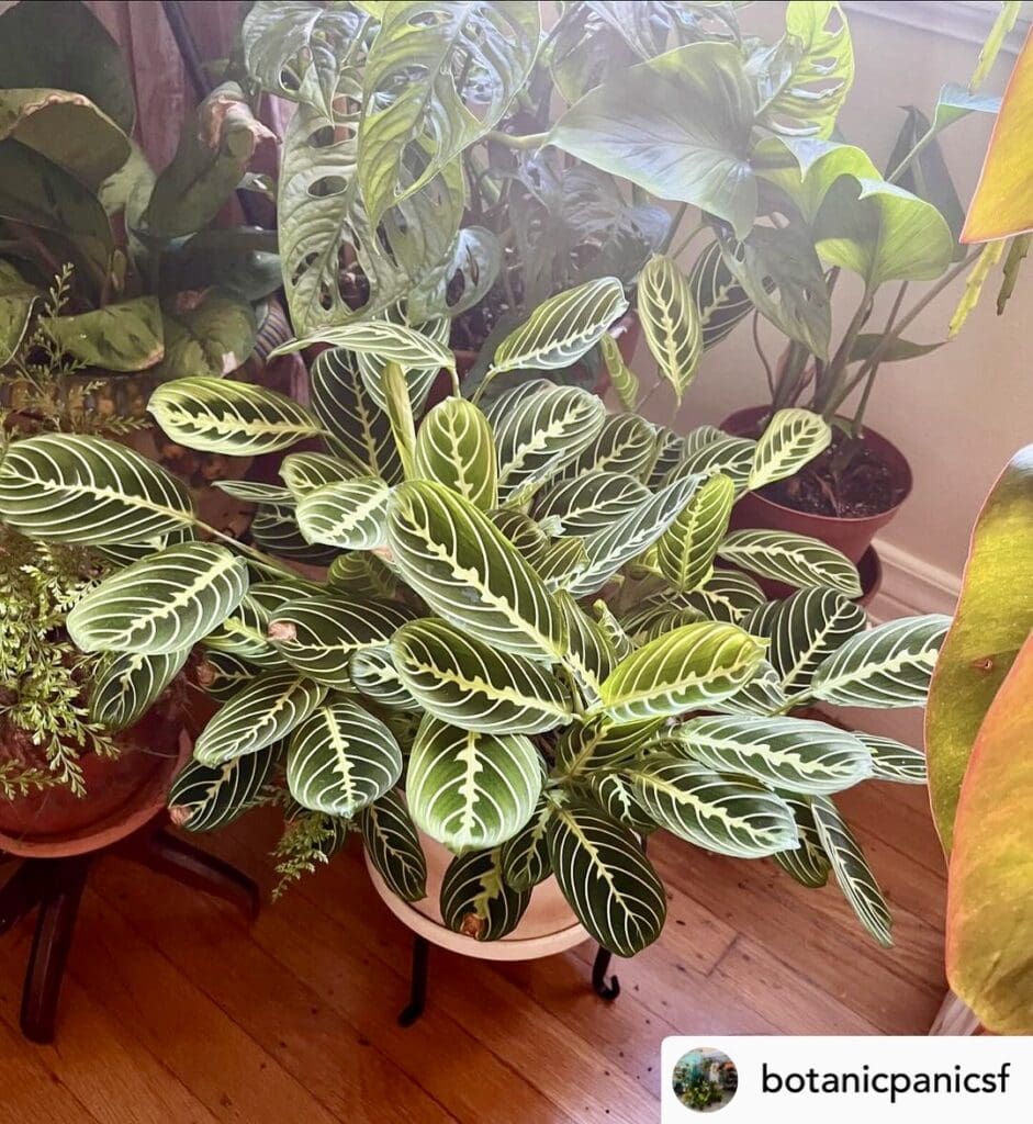 Prayer plant (Maranta leuconeura)