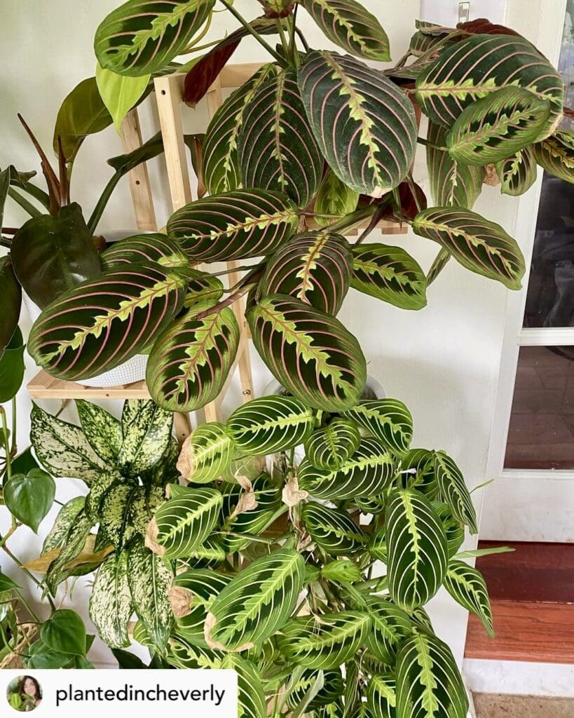 Prayer plant (Maranta leuconeura)