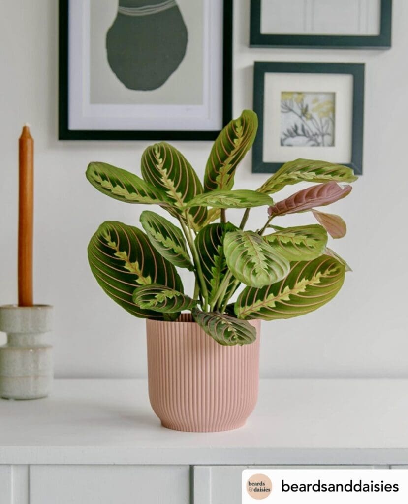 Prayer plant (Maranta leuconeura)