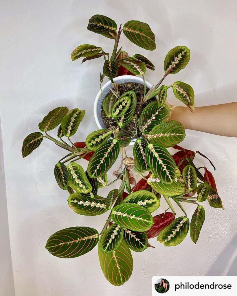 Prayer plant (Maranta leuconeura)
