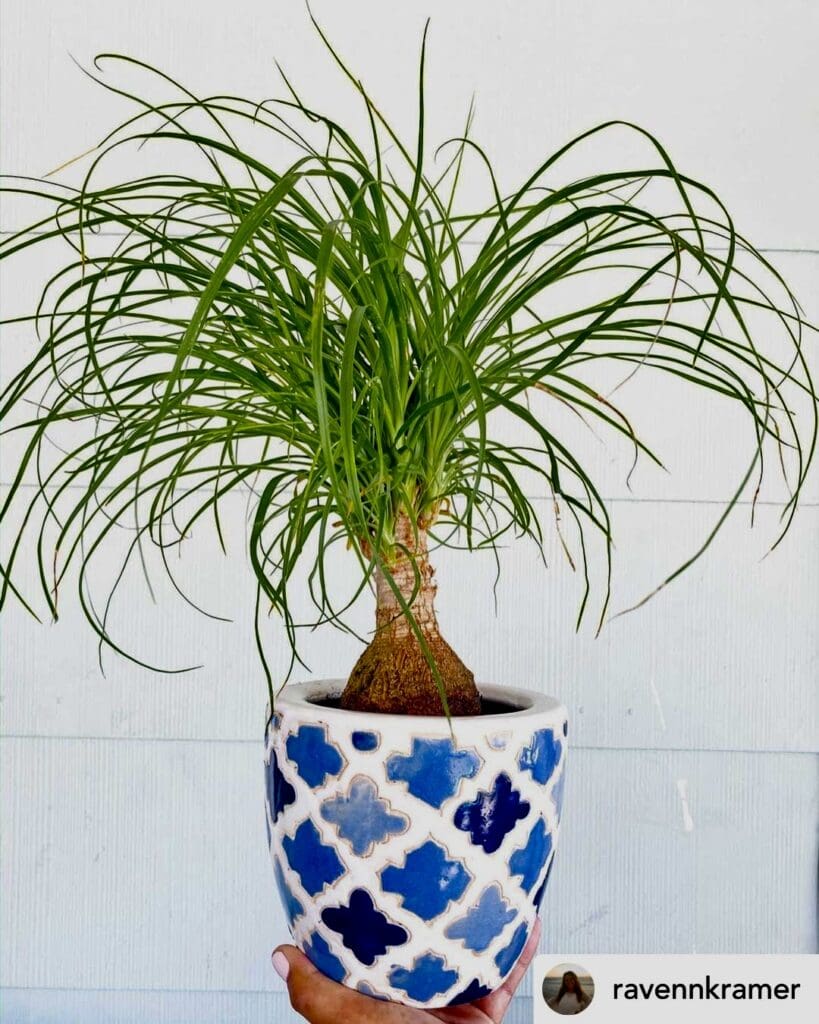 ponytail palm