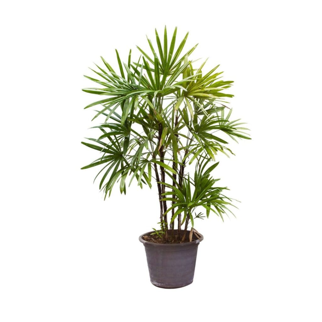 Lady Palm