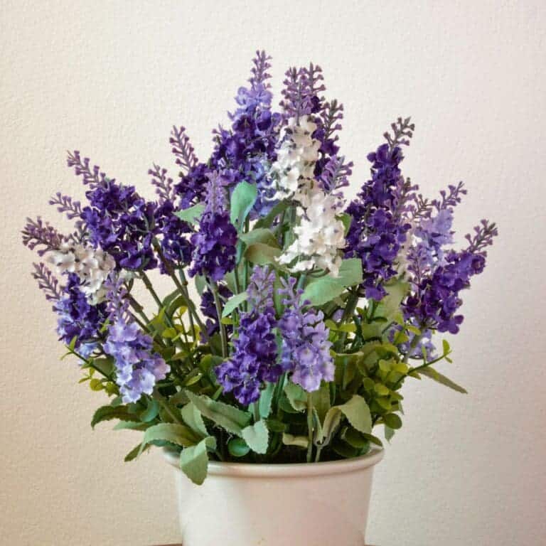 11 Tips To Grow Lavender In Pots