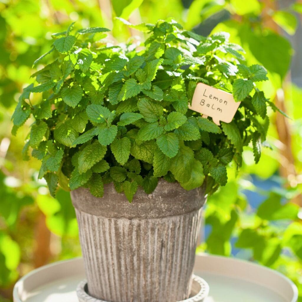 Lemon Balm