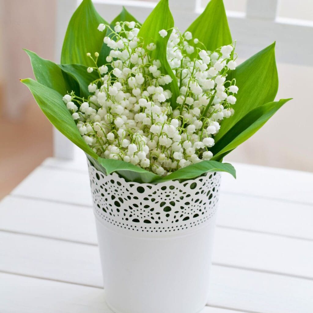 Lily of the Valley