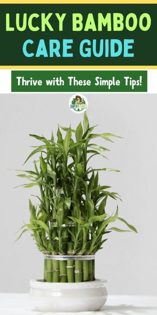 Lucky Bamboo Care Guide Thrive with These Simple Tips