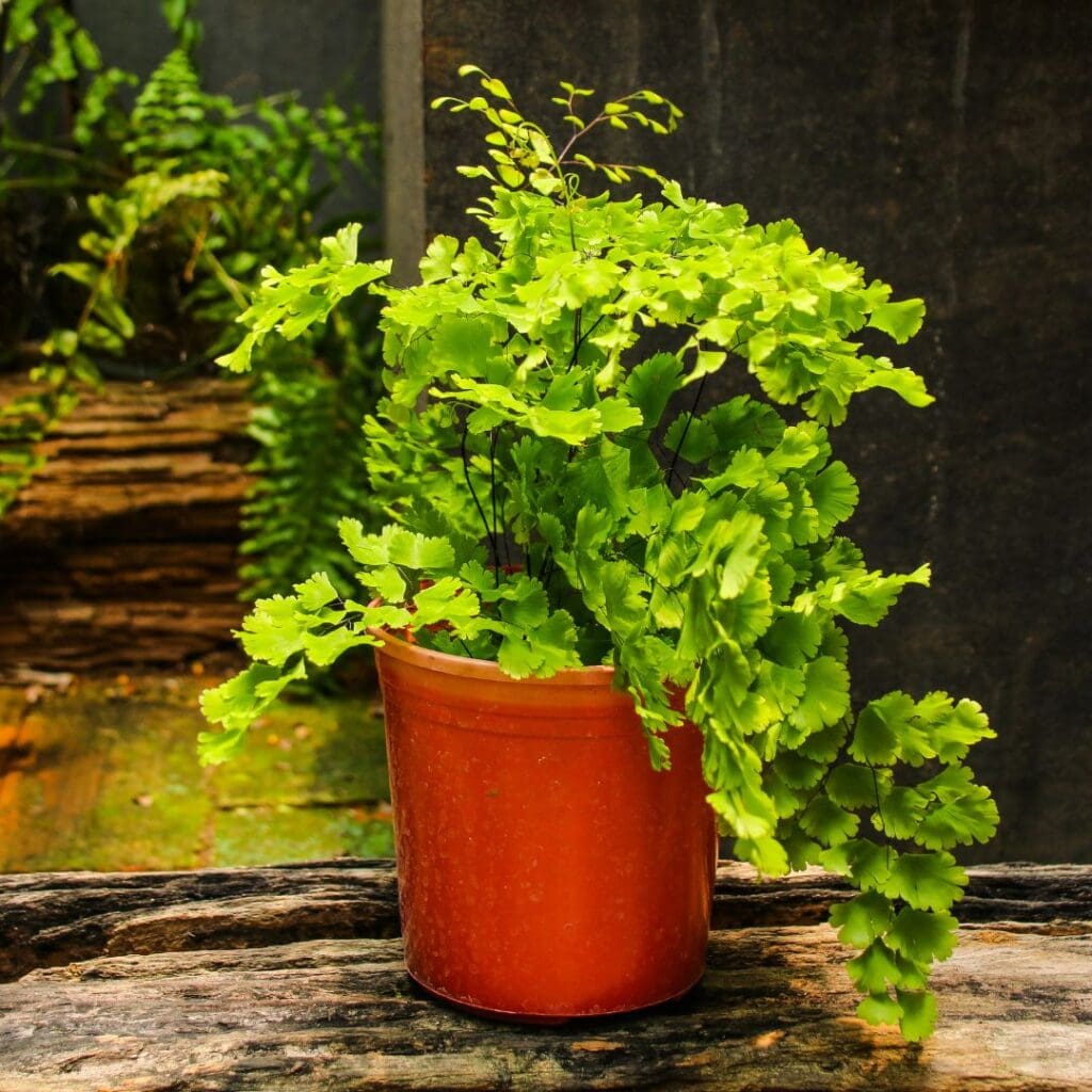 Maidenhair Fern on cabinet 1