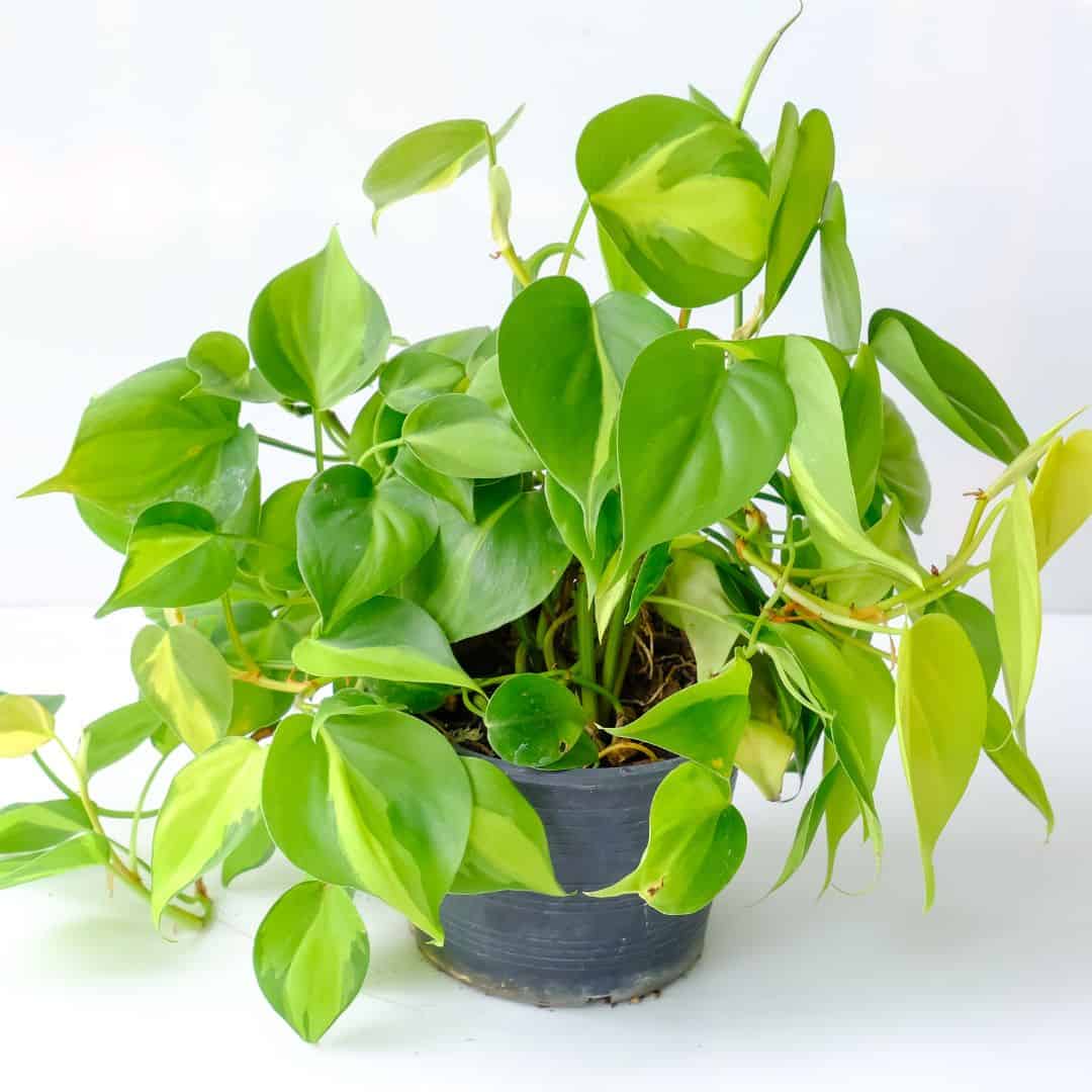 Philodendron Brasil