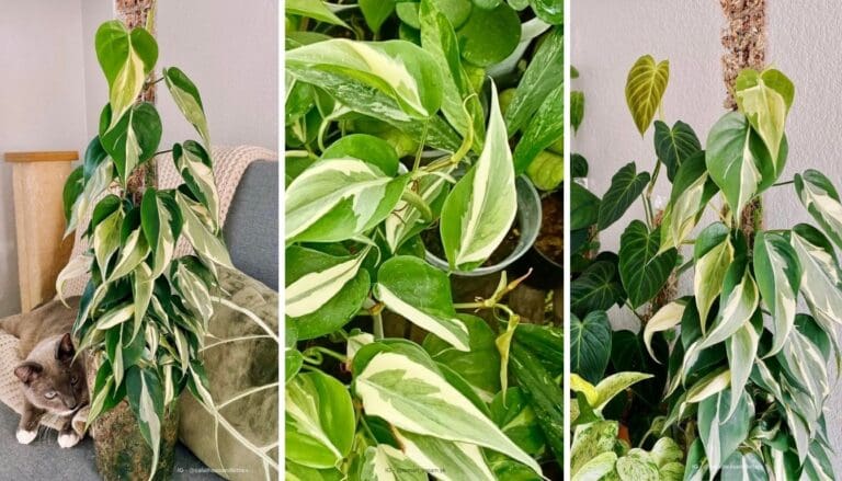 Philodendron Hederaceum ‘Rio’ Care Guide: Master Lush Growth with These Tips!