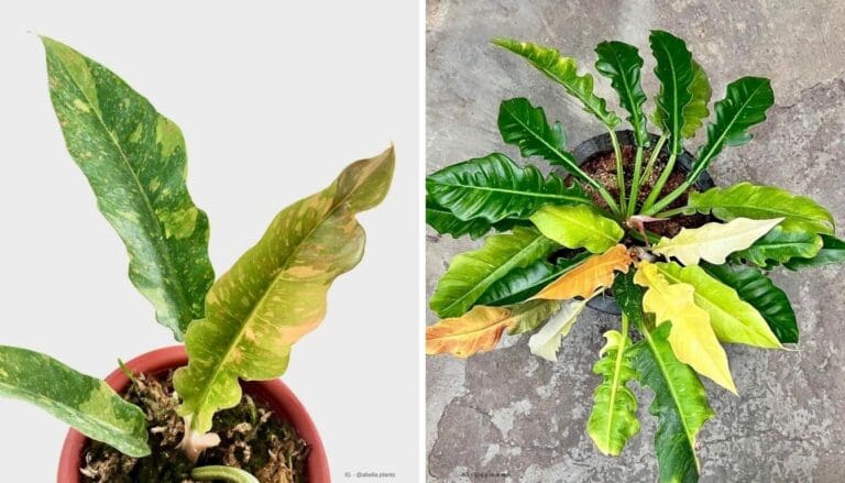 Philodendron Ring Of Fire Care Guide: Expert Tips for a Thriving Houseplant