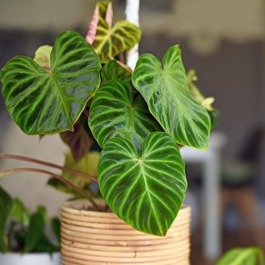 Philodendron on cabinet