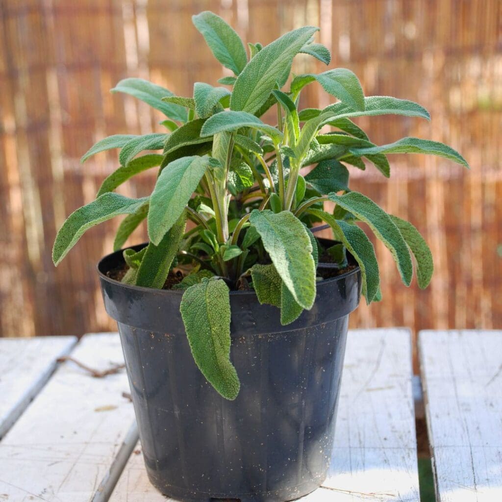 Pineapple Sage