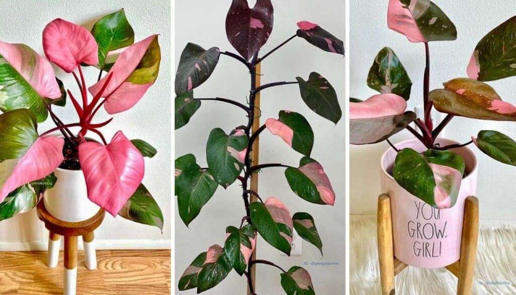 Pink Princess Philodendron Plant Care Guide