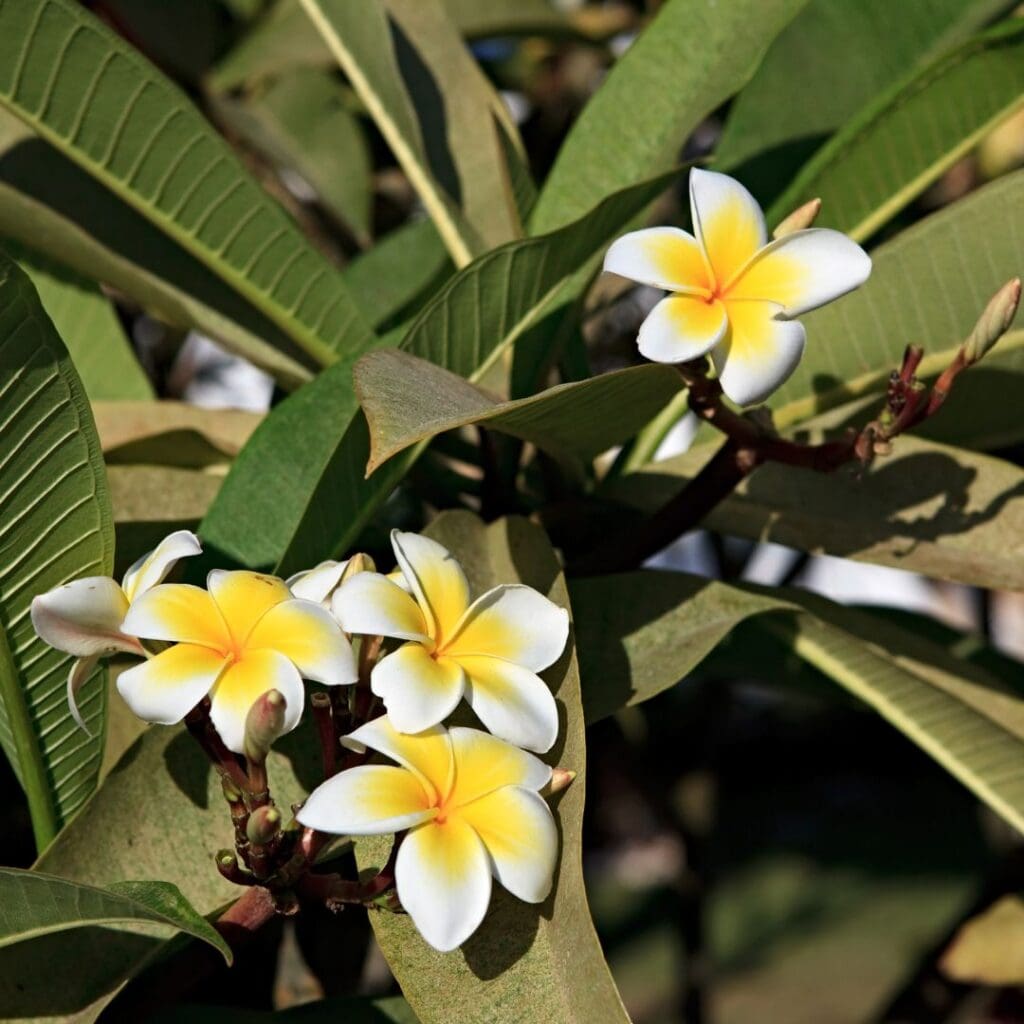 Plumeria plant