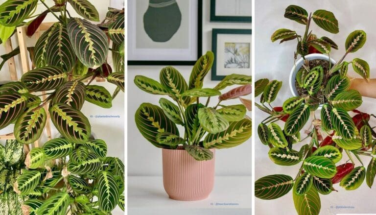 Prayer Plant Care Guide: Master the Art of Growing Lush Plant