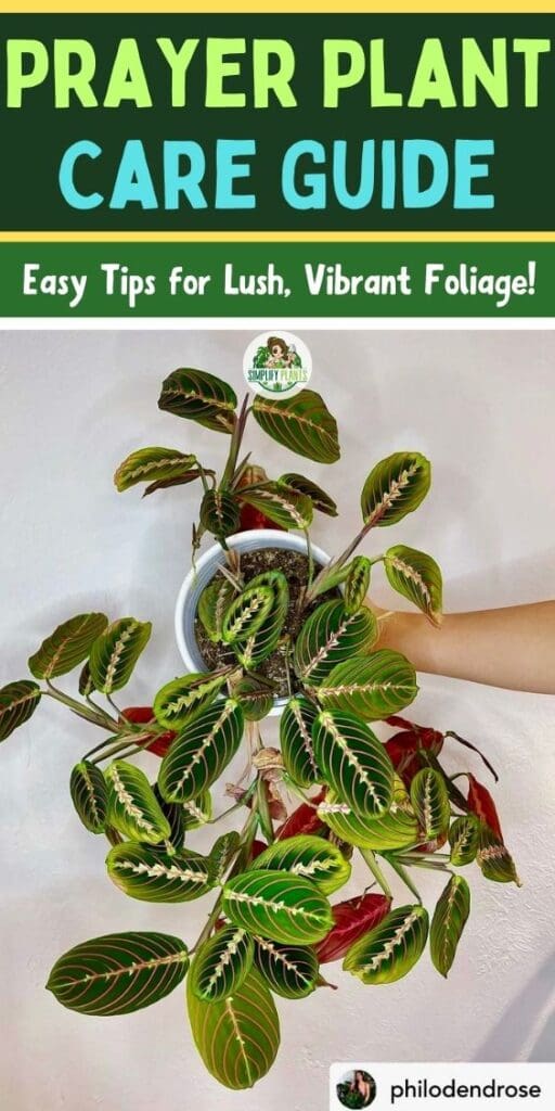 Prayer Plant Care Guide Master the Art of Growing Lush Plant