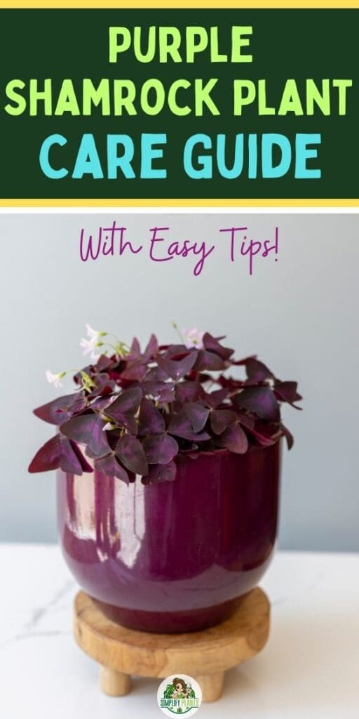 Purple Shamrock Care Guide With Easy Tips