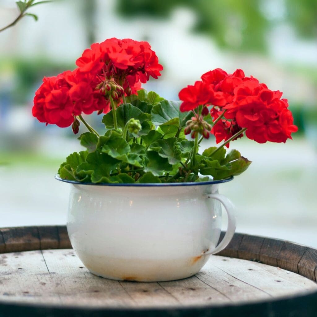Scented Geranium